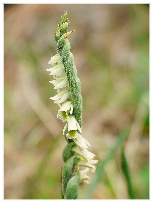 Spiranthes spiralis, l''ultima orchidea della stagione